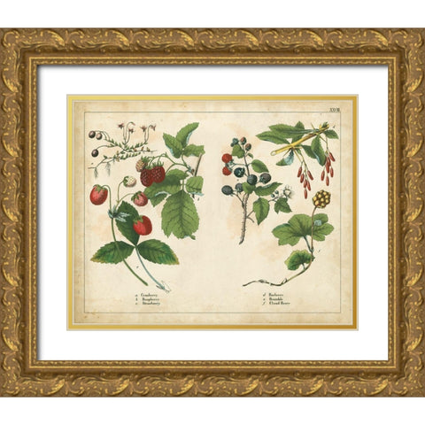 Kitchen Fruits II Gold Ornate Wood Framed Art Print with Double Matting by Unknown