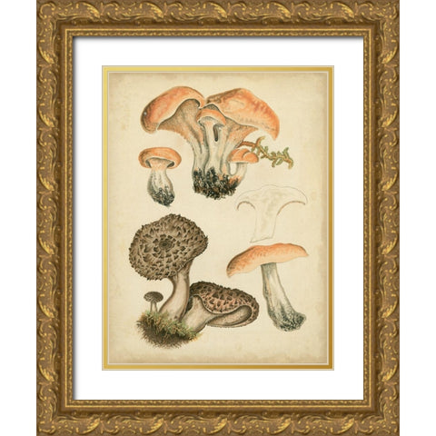 Antique Mushrooms I Gold Ornate Wood Framed Art Print with Double Matting by Furrer, H.