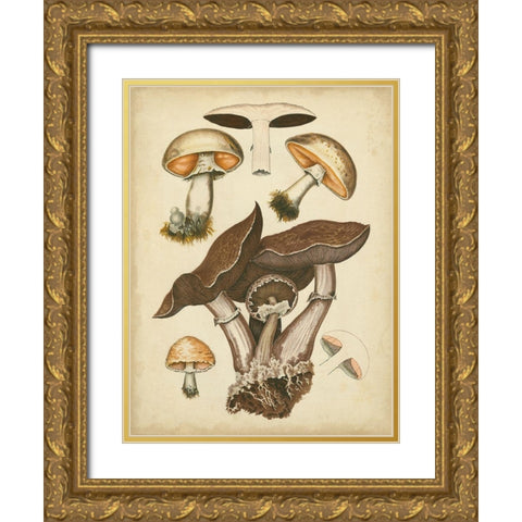 Antique Mushrooms II Gold Ornate Wood Framed Art Print with Double Matting by Furrer, H.