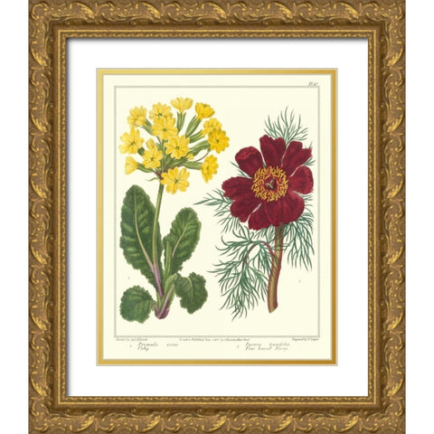 Gardeners Delight II Gold Ornate Wood Framed Art Print with Double Matting by Edwards, Sydenham
