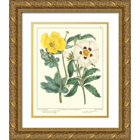 Gardeners Delight III Gold Ornate Wood Framed Art Print with Double Matting by Edwards, Sydenham