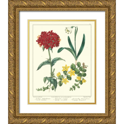 Gardeners Delight VIII Gold Ornate Wood Framed Art Print with Double Matting by Edwards, Sydenham