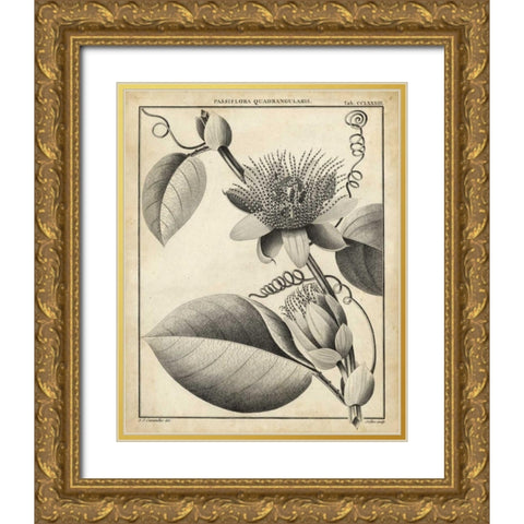 Passiflora IV Gold Ornate Wood Framed Art Print with Double Matting by Sellier