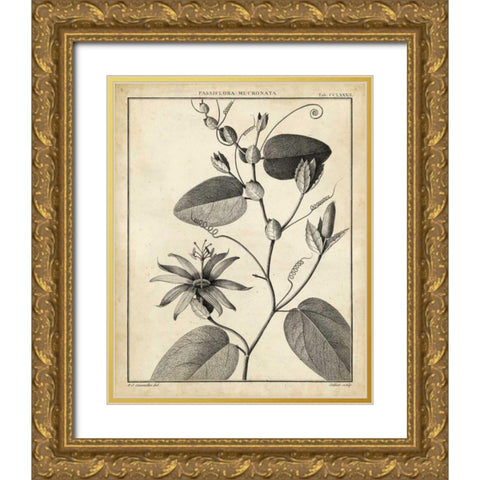 Passiflora VI Gold Ornate Wood Framed Art Print with Double Matting by Sellier