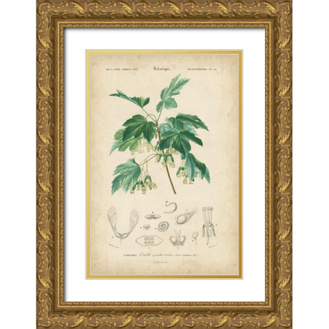 Tropical Botanique VIII Gold Ornate Wood Framed Art Print with Double Matting by Vision Studio