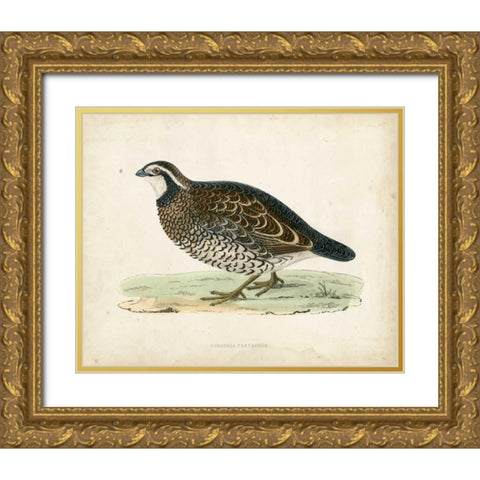 Morris Pheasants VI Gold Ornate Wood Framed Art Print with Double Matting by Morris