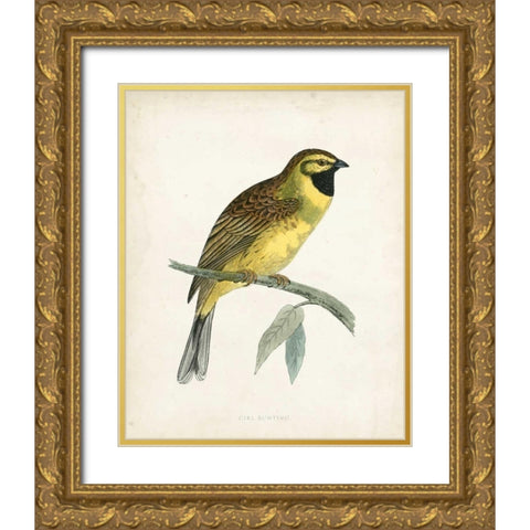 Morris Cirl Bunting Gold Ornate Wood Framed Art Print with Double Matting by Morris