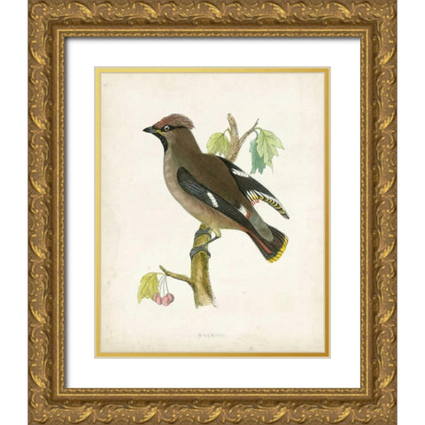 Morris Waxwing Gold Ornate Wood Framed Art Print with Double Matting by Morris