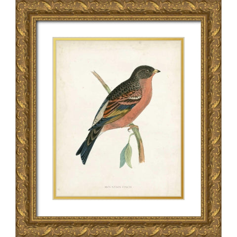 Morris Mountain Finch Gold Ornate Wood Framed Art Print with Double Matting by Morris