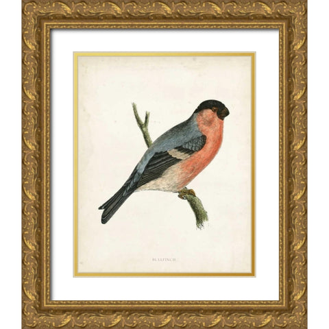 Morris Bullfinch Gold Ornate Wood Framed Art Print with Double Matting by Morris