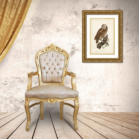 Tawny Owl Gold Ornate Wood Framed Art Print with Double Matting by Selby, John