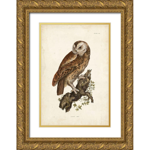 Tawny Owl Gold Ornate Wood Framed Art Print with Double Matting by Selby, John