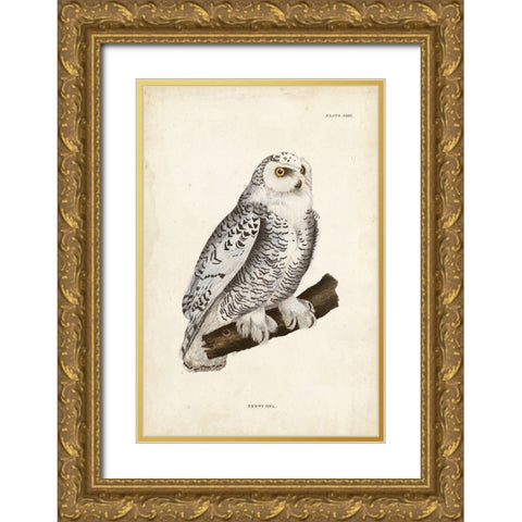 Snowy Owl Gold Ornate Wood Framed Art Print with Double Matting by Selby, John