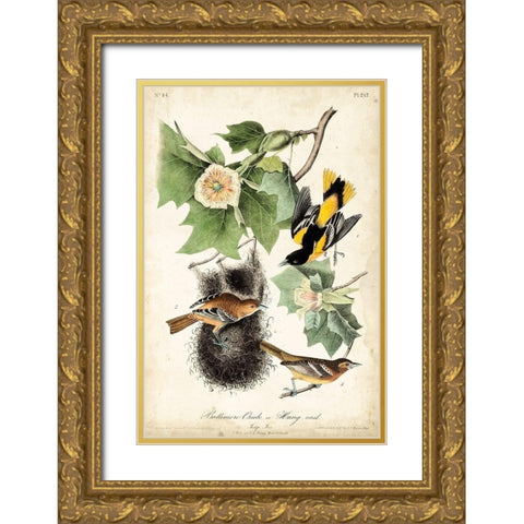 UA CH Baltimore Oriole Gold Ornate Wood Framed Art Print with Double Matting by Audubon, John James