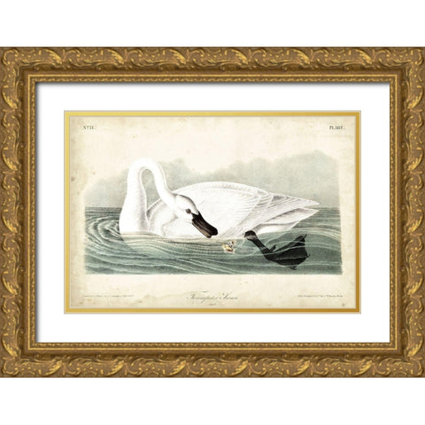 Trumpeter Swan I Gold Ornate Wood Framed Art Print with Double Matting by Audubon, John James