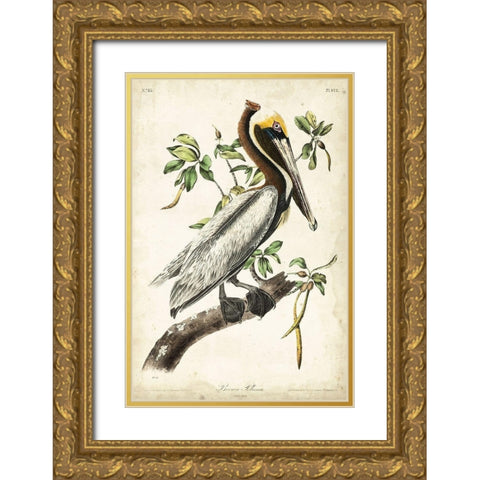 Brown Pelican Gold Ornate Wood Framed Art Print with Double Matting by Audubon, John James