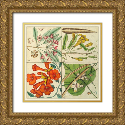 Catesby Botanical Quadrant III Gold Ornate Wood Framed Art Print with Double Matting by Catesby, Mark