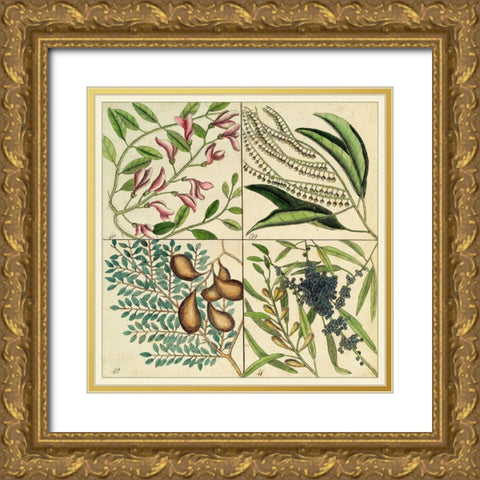 Catesby Botanical Quadrant IV Gold Ornate Wood Framed Art Print with Double Matting by Catesby, Mark