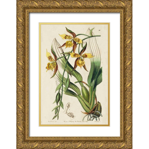 Spring Orchid I Gold Ornate Wood Framed Art Print with Double Matting by Ridgeway