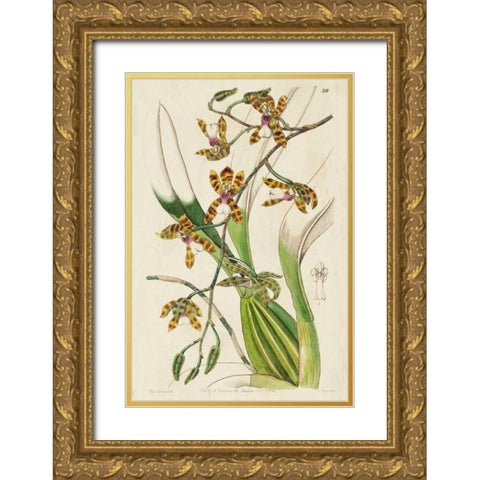 Spring Orchid II Gold Ornate Wood Framed Art Print with Double Matting by Ridgeway