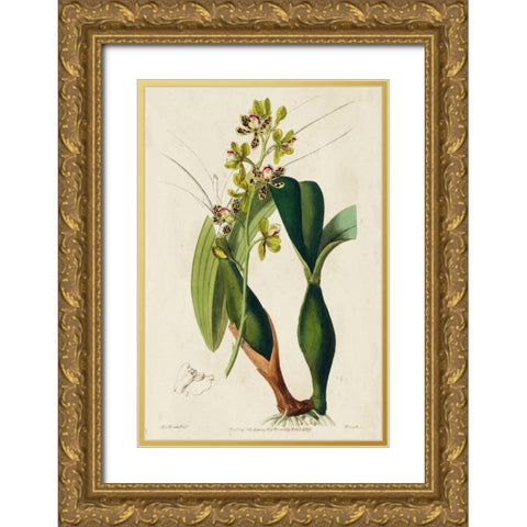 Spring Orchid III Gold Ornate Wood Framed Art Print with Double Matting by Ridgeway