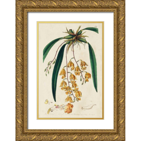 Spring Orchid VI Gold Ornate Wood Framed Art Print with Double Matting by Ridgeway