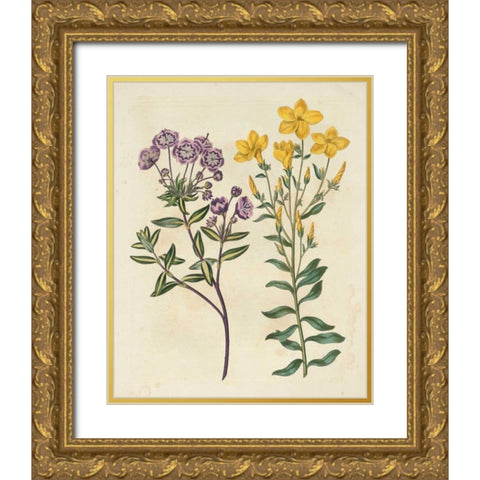 Garden Pairings II Gold Ornate Wood Framed Art Print with Double Matting by Edwards, Sydenham