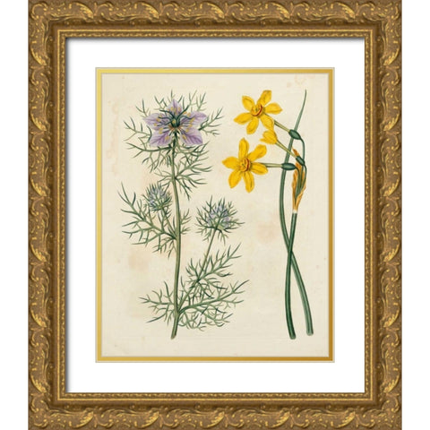 Garden Pairings VI Gold Ornate Wood Framed Art Print with Double Matting by Edwards, Sydenham