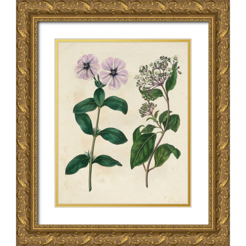 Garden Pairings VIII Gold Ornate Wood Framed Art Print with Double Matting by Edwards, Sydenham