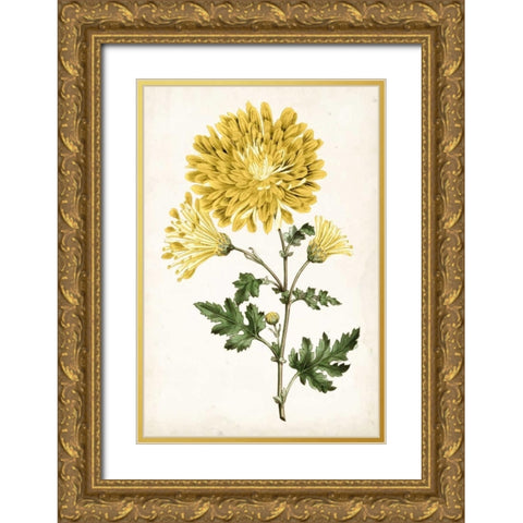Floral Lace IV Gold Ornate Wood Framed Art Print with Double Matting by Curtis