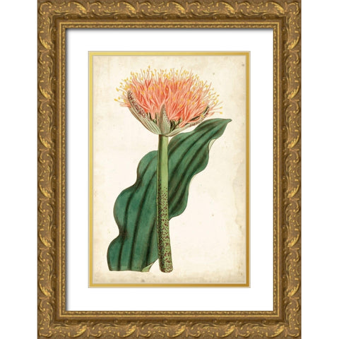 Tangerine Floral III Gold Ornate Wood Framed Art Print with Double Matting by Curtis