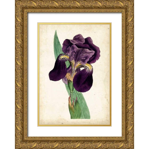 Curtis Iris I Gold Ornate Wood Framed Art Print with Double Matting by Curtis