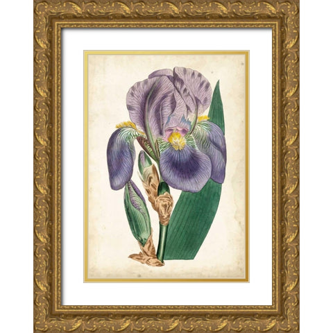 Curtis Iris II Gold Ornate Wood Framed Art Print with Double Matting by Curtis