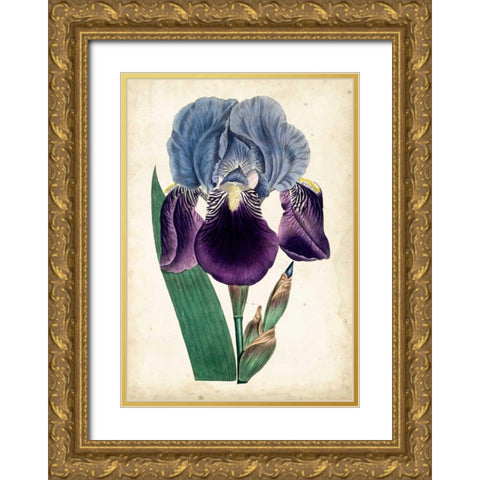 Curtis Iris III Gold Ornate Wood Framed Art Print with Double Matting by Curtis