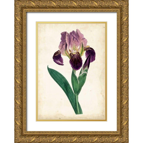 Curtis Iris IV Gold Ornate Wood Framed Art Print with Double Matting by Curtis
