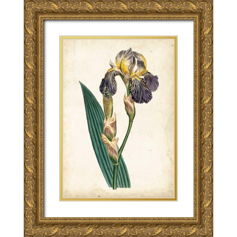 Curtis Iris VI Gold Ornate Wood Framed Art Print with Double Matting by Curtis