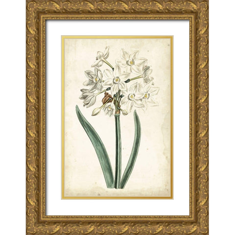 Curtis Narcissus II Gold Ornate Wood Framed Art Print with Double Matting by Curtis