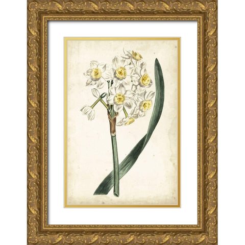 Curtis Narcissus IV Gold Ornate Wood Framed Art Print with Double Matting by Curtis
