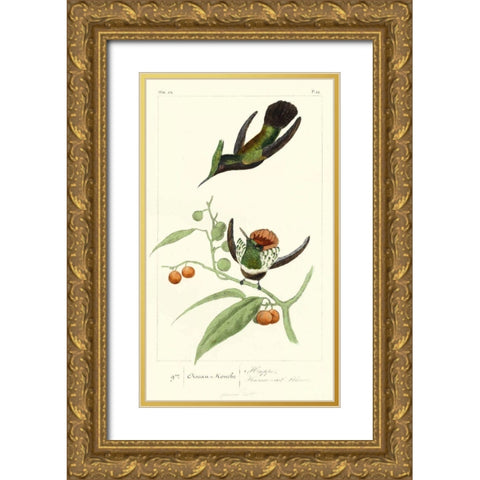 Lemaire Hummingbirds III Gold Ornate Wood Framed Art Print with Double Matting by Lemaire, C.L.