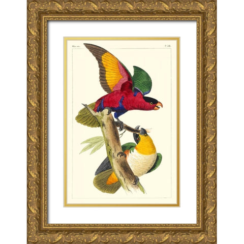 Lemaire Parrots I Gold Ornate Wood Framed Art Print with Double Matting by Lemaire, C.L.