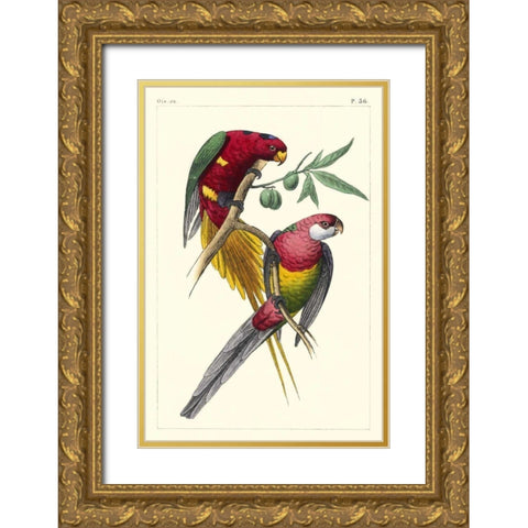 Lemaire Parrots III Gold Ornate Wood Framed Art Print with Double Matting by Lemaire, C.L.
