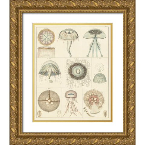 Jellyfish Display Gold Ornate Wood Framed Art Print with Double Matting by Oken
