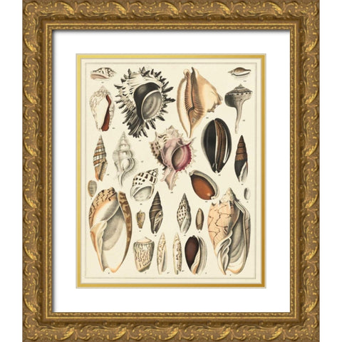 Seashell Display Gold Ornate Wood Framed Art Print with Double Matting by Oken
