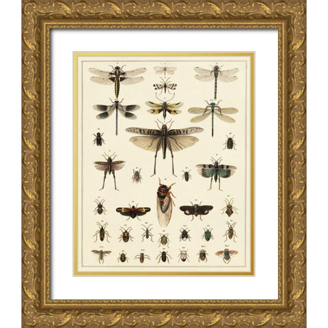 Dragonfly Display Gold Ornate Wood Framed Art Print with Double Matting by Oken