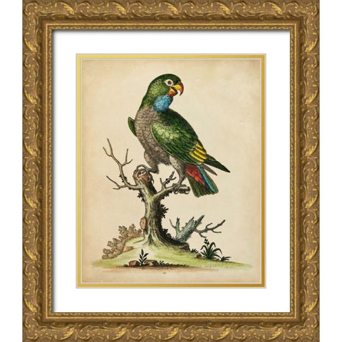 Paradise Parrots I Gold Ornate Wood Framed Art Print with Double Matting by Edwards, George