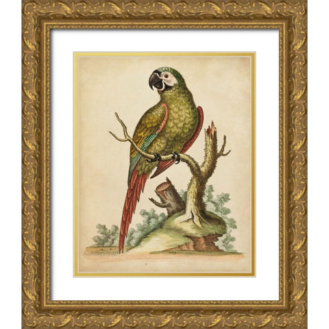 Paradise Parrots II Gold Ornate Wood Framed Art Print with Double Matting by Edwards, George