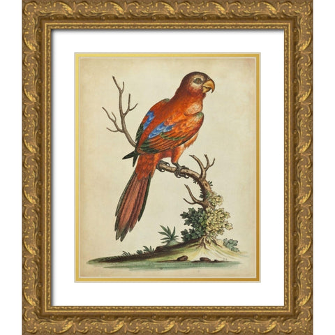 Paradise Parrots III Gold Ornate Wood Framed Art Print with Double Matting by Edwards, George