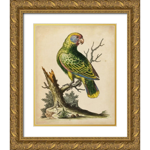 Paradise Parrots V Gold Ornate Wood Framed Art Print with Double Matting by Edwards, George