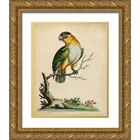 Paradise Parrots VI Gold Ornate Wood Framed Art Print with Double Matting by Edwards, George