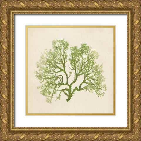 Chromatic Seaweed VI Gold Ornate Wood Framed Art Print with Double Matting by Vision Studio